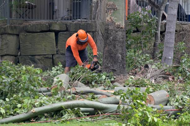 Best Residential Tree Removal  in Farngton, MI